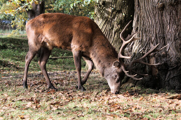 A Red Deer Stag in the wild