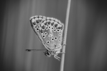 Black & white butterfly on a plant