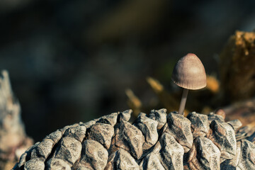 Small mushroom emerging from a pine cone on the forest floor