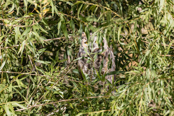 Sunny view of a owl hiding behind the tree