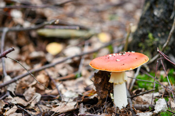 Amanita muscaria mushroom in the forest