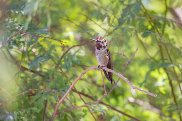 Close up shot of cute hummingbird resting on brunch