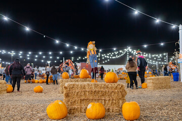 Night view of a pumpkin patch