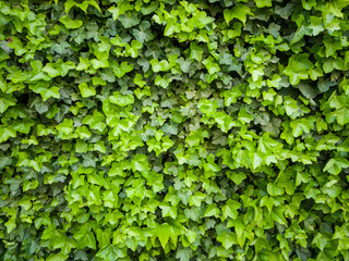 Natural green leaves wall background, plant on the wall texture, ivy leaves covering the wall