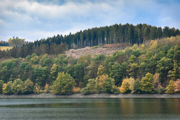 Autumn forest landscape