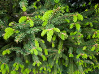 Close up of small young fir tree branches with forest at background. Spring blossom background. Image for agriculture, SPA, medical industries and diverse advertising materials