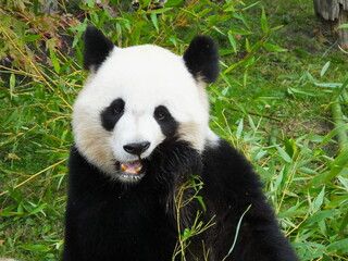 panda