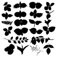 Various forest leaves set. Isolated tree branches and herbs leaf or foliage silhouette. Made of real live plants. Vector.