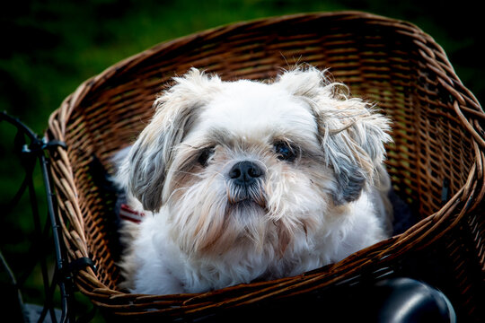 Shih tzu dogg sitting in bicycle basket