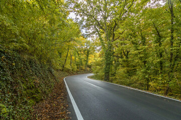 strada nel bosco in autunno