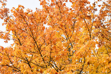 autumn leaves background