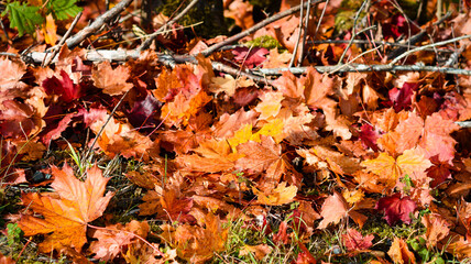 autumn leaves background