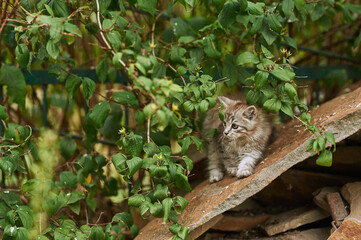 little gray cat with green eyes licked and sits in green bushes on stones