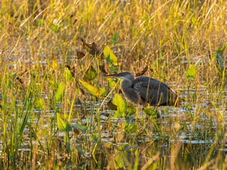 Great Blue Heron Fishing