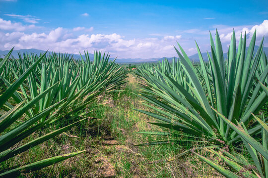 Campo de agave espad&iacute;n para la elaboraci&oacute;n de mezcal tradicional en el estado de Oaxaca.