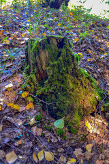 autumn leaves in the forest