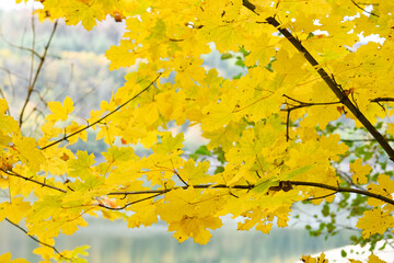 yellow leaves in autumn