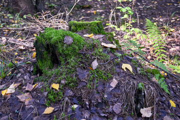 an old stump in the moss