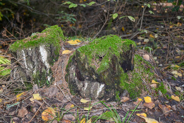 an old stump in the moss