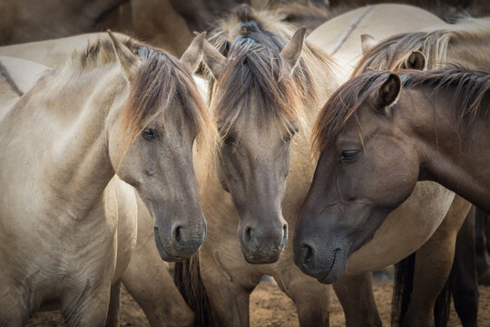 Wildpferde D&uuml;lmen in Ihrer Herde