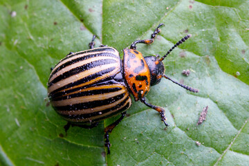 Macro shot of a Colorado potato beetle sitting on a green leave  with dirt ans sand on the leave he is sitting on, this potato bug is a major pest of potato crops worldwide, also in germany.