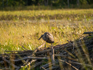 Great Blue Heron