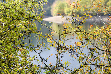 tree in autumn