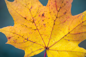 Fototapeta na wymiar Beautiful yellow maple leaf (Selective focus)