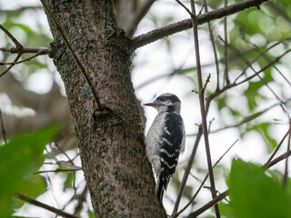 Woodpecker in a Tree