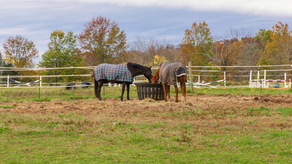 Two horses on a farm with blankets on eating hay. © ChristyLangPhotos