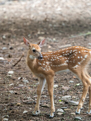 Juvenile Red Deer