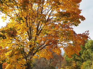 Landschaften im Herbst – Fischbach bei Dahn – Ortsgemeinde in Rheinland-Pfalz