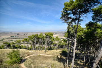Panoramic Pines View by Morning From Hills