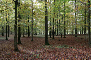 Fototapeta premium Beautiful beech forest in the morning light