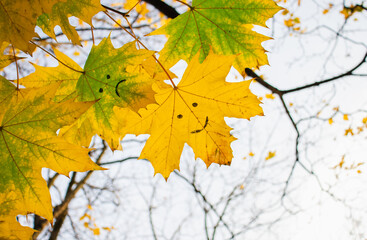 Fall sunny warm day of October, last yellow  and green leaves on the maple tree with happy and sad smiles and blue sky on the background. Natural emotions.