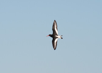 A single Oyster-catcher in flight on a warm sunny day with a blue sky background. 