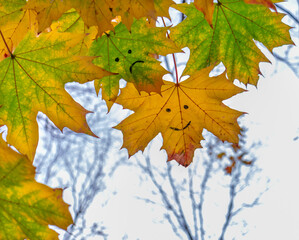 Maple leaf smiling. Emoji on the natural leaves 