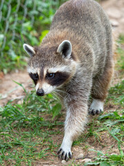 Raccoon Against Green Background