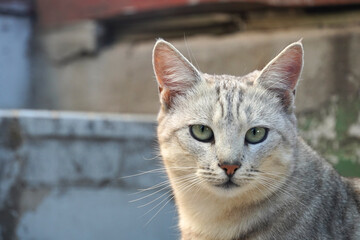 Grey stray cat looks at something, selective focus