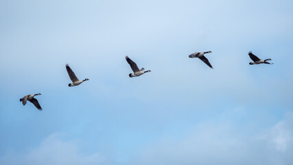 Canada Geese Flying