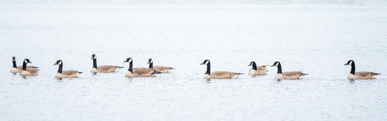 Canada Geese Swimming