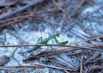 praying mantis on the ground!
