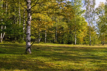 Jesienny las w Karkonoszach/Sudetach.