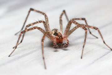 Extreme close up shot of Hobo Spider on floor
