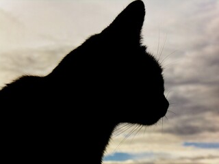 Fototapeta premium silhouette of a cat