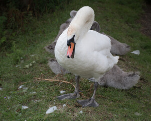 Hissing Swan parent with young, surrounded by grass and feathers. 