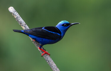 Honeycreeper