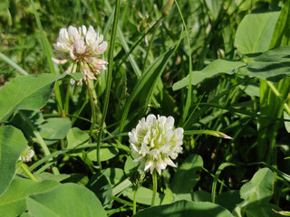 white clover flowers in the springtime