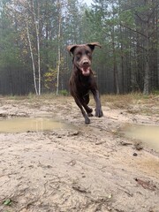 black labrador retriever