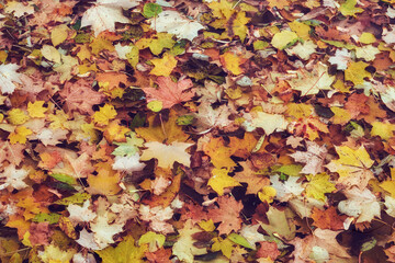 Fallen maple leaves on pond water surface, autumn background.